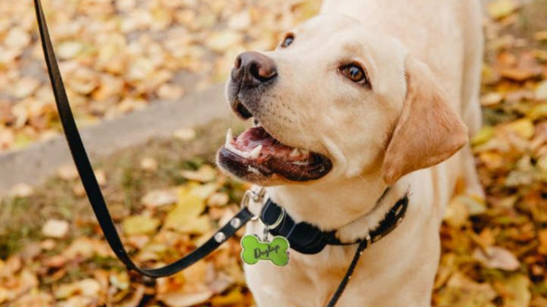 Dogtap – unsere NFC-basierte Hundemarke