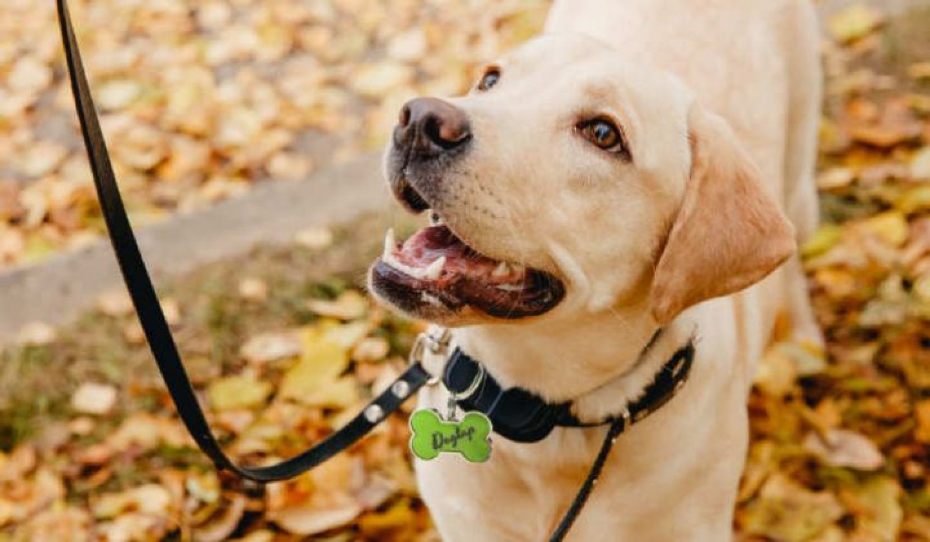 Dogtap – unsere NFC-basierte Hundemarke